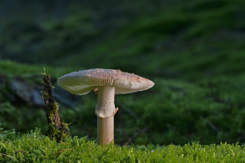 Ethereal Lighting