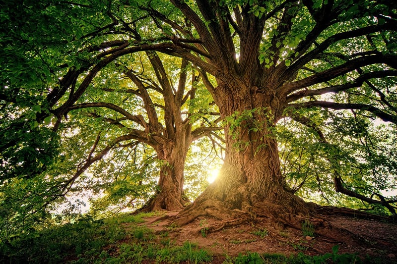 Forest Sunlight