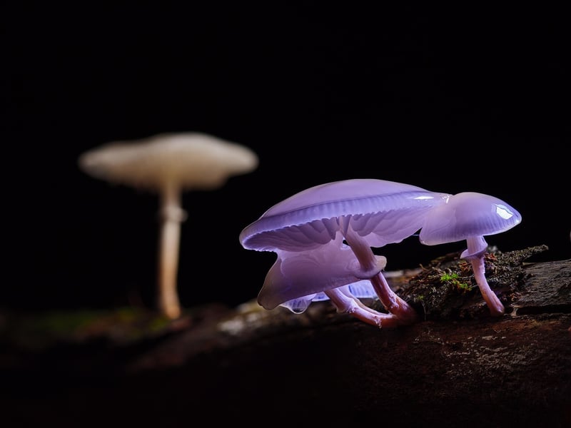 Fairy Elixir